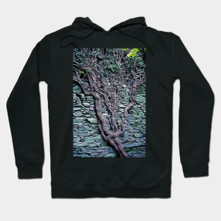 Old Tree in wall Hoodie